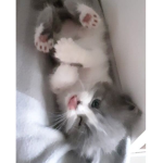 Katgae