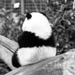 harmful pandas