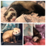 Ferrets_4_Ever