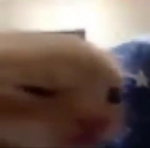silly cats UGC