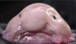블롭피쉬의 서식지