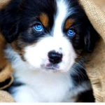 Puppy’s puppy group