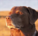 DogeClann