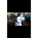 Doge and husky fan group