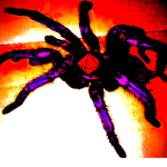 Slim Spider Studios Merch