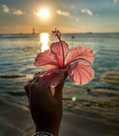 Simply Tropical