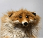 TheFoxDenz
