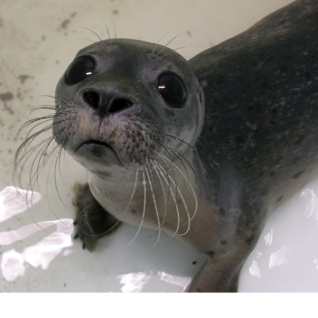The Seal Attack