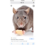 The. RAT