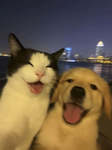 Doodoodala & Friends