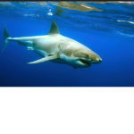 The Shark is dark