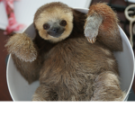 sloths are cool!!