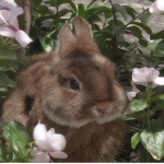fleuristic