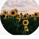 Sunflower tt