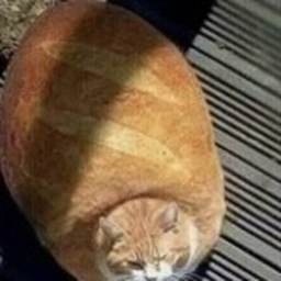 cat bread