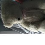 Teddie bear vibes <3