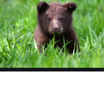 The cute Bears squad