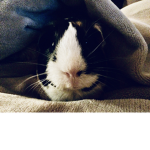 Nibbles Pets