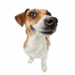 FloppaFanClub!