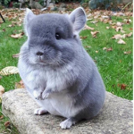 Rocking Chinchillas