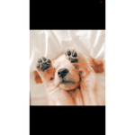 Puppy cat meow roof cat