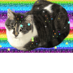 Heart4cat!!
