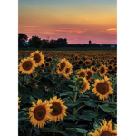 Sunflower Family