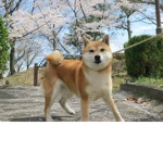 Doge vibes