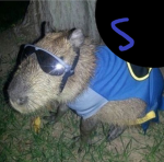 Capybara Studios!!!!!