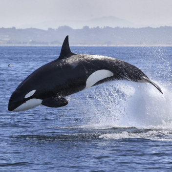 be an orca