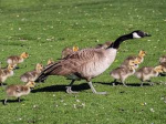 Flock 0f Geese