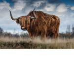 The Children of Yak