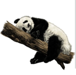 The Christian Pandas