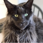 MaineCoon
