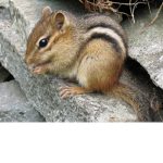 Chipmunks United...