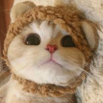 Pro cat teams & dogs :D