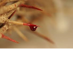 Thorns Of Time
