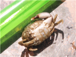 the one arm crab