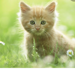 Cool Kitty’s