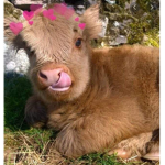 Moomlik.co