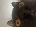 CATKOALAKY