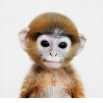Baby Monke Clan