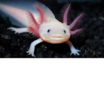 Axolotl lands