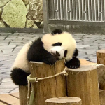 pandaspandaspandaspandaspandas