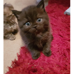 Love_kitty