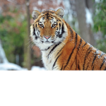 TigersBack