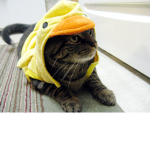 The Ducky cats