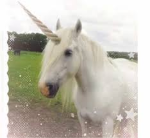 rainbow unicorn studios.
