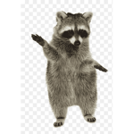 Racoon fan Gang