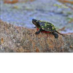 Turtle obby